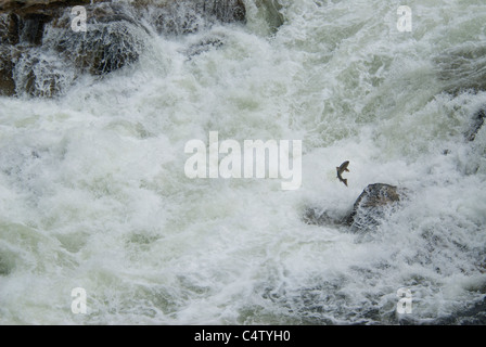 Le saumon quinnat cascade saut Banque D'Images