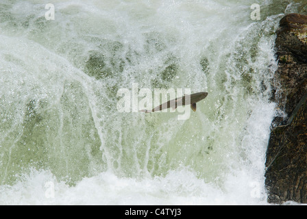 Le saumon quinnat cascade saut Banque D'Images