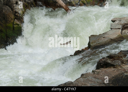 Le saumon quinnat cascade saut Banque D'Images