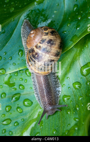 Jardin commun Snail-Helix Aspersa-close-up,Surrey, Royaume-Uni Banque D'Images