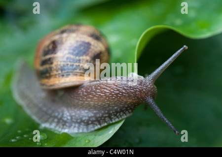 Jardin commun Snail-Helix Aspersa-close-up,Surrey, Royaume-Uni Banque D'Images