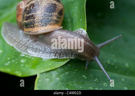 Jardin commun Snail-Helix Aspersa-close-up,Surrey, Royaume-Uni Banque D'Images