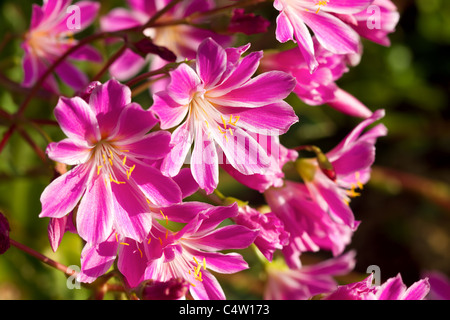 Lewisia cotyledon Macro fleurs rose Banque D'Images