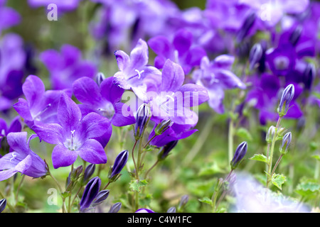 Campanula portenschlagiana bleu Macro Banque D'Images