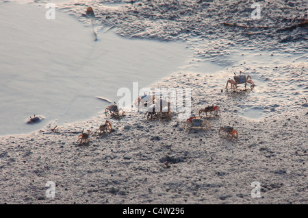 Les charognards les crabes violonistes à marée basse, à St Marks National Wildlife Refuge, Floride, USA Banque D'Images