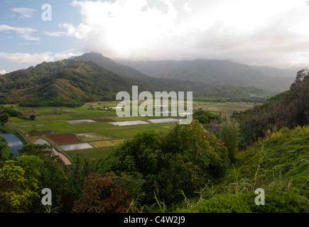 Les champs de taro dans l'île de Kauai, Hawaii. Banque D'Images