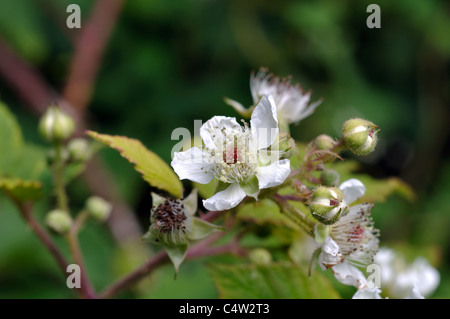 Fleurs, Bramble Rubus fruticosus Banque D'Images