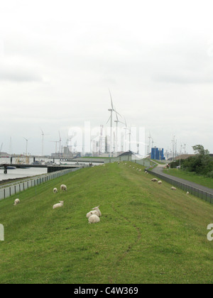 Les moulins à vent pour produire de l'énergie électrique verte aux Pays-Bas en Eemshaven avec des moutons sur une digue à proximité Banque D'Images