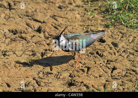 Sociable Vanellus vanellus, du nord. D'échassiers migrateurs se reproduit sur les terres cultivées et les vasières. Banque D'Images