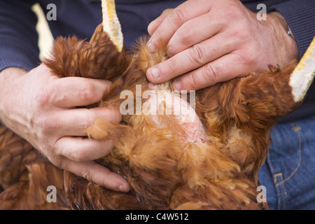 Contrôle de l'état d'une peau de poulet pour s'assurer qu'il est un oiseau heureux et en bonne santé et exempts de poux Banque D'Images