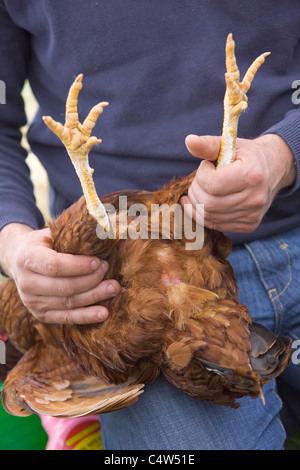 Contrôle de l'état d'une peau de poulet pour s'assurer qu'il est un oiseau heureux et en bonne santé et exempts de poux Banque D'Images