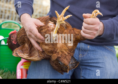 Contrôle de l'état d'une peau de poulet pour s'assurer qu'il est un oiseau heureux et en bonne santé et exempts de poux Banque D'Images