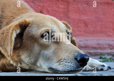 Chien, Durbar Square, Katmandou, Népal, Bagmati, Madhyamanchal Banque D'Images