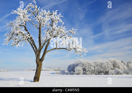 Paysage d'hiver, près de Albstadt, Jura souabe, Bade-Wurtemberg, Allemagne Banque D'Images