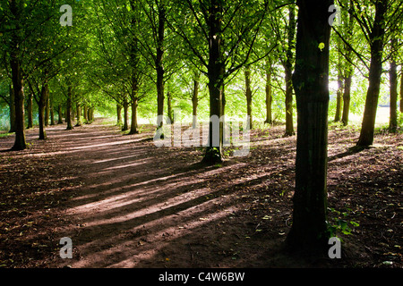 La lumière du soleil du soir jette la lumière à travers une avenue pommelé d'arbres à Coate Water Country Park, Swindon, England, UK Banque D'Images