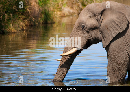 Elephant (Loxodonta africana) de boire à la rivière Sabie, Kruger National Park, Afrique du Sud Banque D'Images