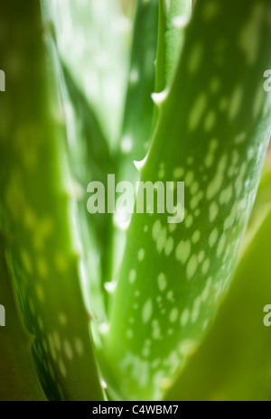 Puerto Rico, l'aloe vera Banque D'Images