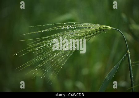 L'oreille de l'orge (Hordeum vulgare) avec de l'eau gouttes dans ses crampons Banque D'Images