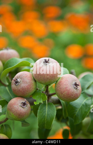 L'espalier poires cultivées, England, UK Banque D'Images
