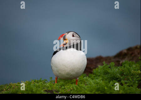 Macareux moine (Fratercula arctica' Établissement"Sumburgh Head des îles Shetland Juillet 7295 SCO Banque D'Images