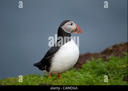 Macareux moine (Fratercula arctica' Établissement"Sumburgh Head des îles Shetland Juillet 7297 SCO Banque D'Images