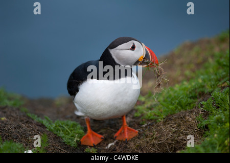 Macareux moine (Fratercula arctica' Établissement"Sumburgh Head des îles Shetland Juillet 7298 SCO Banque D'Images