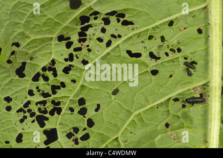 Quai vert beetle larvae (Gastrophysa viridula) se nourrissant de grandes feuilles (Rumex obtusifolius dock) Banque D'Images