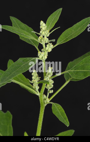 Poule gras (Chenopodium album) flower et laisse sur un fond noir Banque D'Images