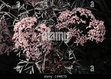 Black elder, Sambucus nigra 'Black Lace' fleurs roses avec feuillage fin, noir Banque D'Images