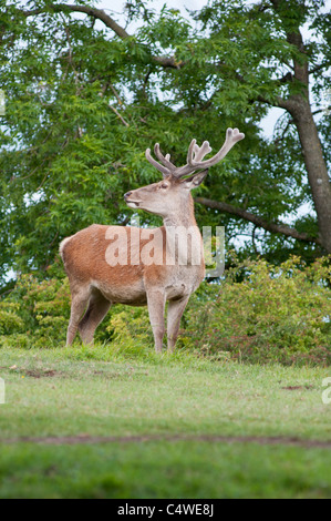 Un jeune red deer (Cervus elaphus) stag avec unpointed estiment couvertes de bois, vu près de Broadway Tower, Worcestershire, Royaume-Uni. Banque D'Images