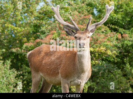 Un jeune red deer (Cervus elaphus) stag avec unpointed estiment couvertes de bois, vu près de Broadway Tower, Worcestershire, Royaume-Uni. Banque D'Images