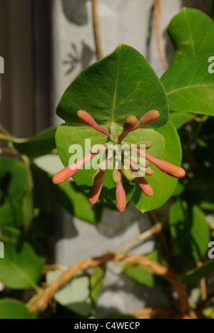 Lonicera x heckrottii, Lonicera heckrottii Chèvrefeuille, corail, Gold Flame Honeysuckle Banque D'Images