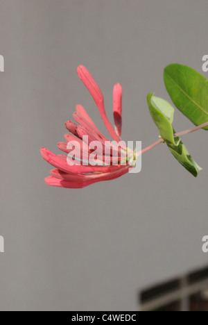 Lonicera x heckrottii, Lonicera heckrottii Chèvrefeuille, corail, Gold Flame Honeysuckle Banque D'Images