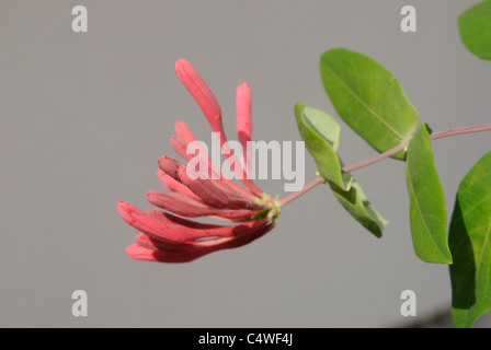 Lonicera x heckrottii, Lonicera heckrottii Chèvrefeuille, corail, Gold Flame Honeysuckle Banque D'Images