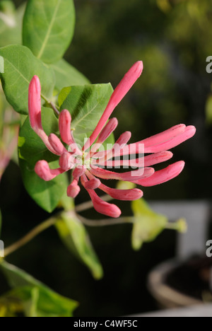 Lonicera x heckrottii, Lonicera heckrottii Chèvrefeuille, corail, Gold Flame Honeysuckle Banque D'Images