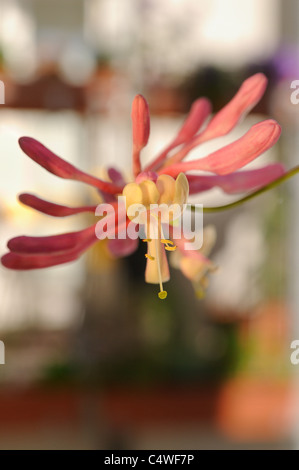 Lonicera x heckrottii, Lonicera heckrottii Chèvrefeuille, corail, Gold Flame Honeysuckle Banque D'Images