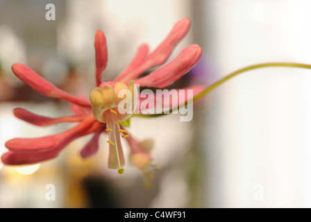 Lonicera x heckrottii, Lonicera heckrottii Chèvrefeuille, corail, Gold Flame Honeysuckle Banque D'Images