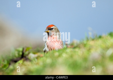 Sizerin flammé Carduelis flammea ; Écosse ; Banque D'Images