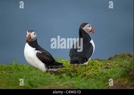 Macareux moine (Fratercula arctica' Établissement"Sumburgh Head des îles Shetland Juillet 7301 SCO Banque D'Images