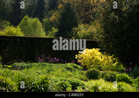 Le jardin chaud en avril, RHS Rosemoor, Devon, Angleterre, Royaume-Uni Banque D'Images