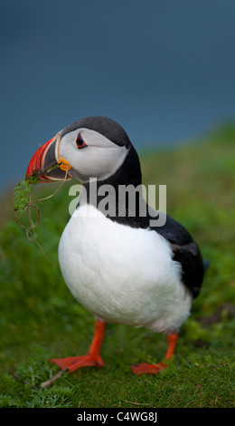 Macareux moine (Fratercula arctica' Établissement"Sumburgh Head des îles Shetland Juillet 7304 SCO Banque D'Images