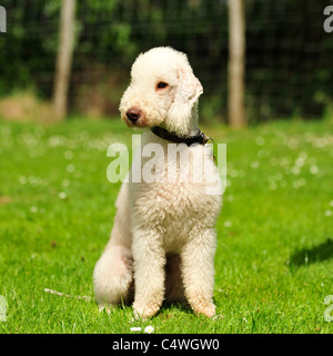 Bedlington terrier dog sitting Banque D'Images