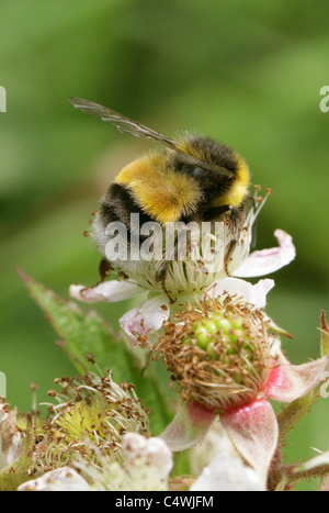 Jardin Bumblebee, Bombus hortorum, Apinae, Apidae, Apoidea, Apocrita, Hyménoptères. Des hommes. Banque D'Images