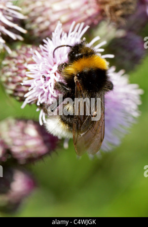 Coucou gitane, Bumblebee Bombus bohemicus, Apinae, Apidae, Apoidea, Apocrita, Hyménoptères. Syn. Psithyrus bohemicus. Banque D'Images