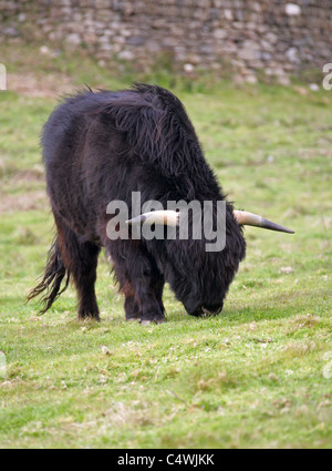 Highland taureau ou Kyloe, paissant dans un champ, Cape Cornwall, UK. Banque D'Images