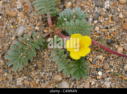 L'herbe, de l'Oie Sauvage ou Silverweed tanaisie, Potentilla anserina, Rosaceae. Sur de plus en plus, de sable et de galets Loe Bar, Cornwall, Porthleven Banque D'Images