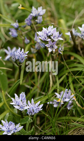 Spring Squill, Scilla verna, Hyacinthaceae. En fleurs sauvages, qui poussent sur des falaises, Cornwall, UK. Banque D'Images