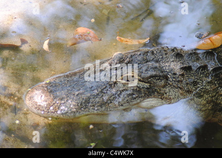 Alligator Alligator mississippiensis Nom latin Banque D'Images