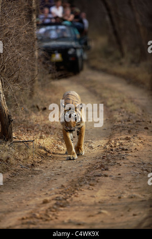 En tourisme un Safari suit un tigre mâle sur le chemin de terre de la Réserve de tigres de Ranthambore, Rajasthan, Inde. ( Panthera tigris ) Banque D'Images