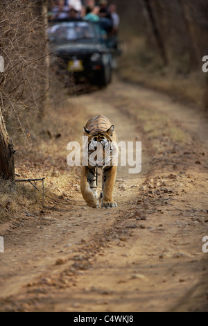 En tourisme un Safari suit un tigre mâle sur le chemin de terre de la Réserve de tigres de Ranthambore, Rajasthan, Inde. ( Panthera tigris ) Banque D'Images